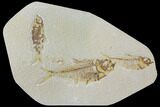 Three Fossil Fish (Knightia And Diplomystus) - Wyoming #119473-1